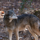 Image for article titled America's Forgotten Wolf Still Lives In North Carolina